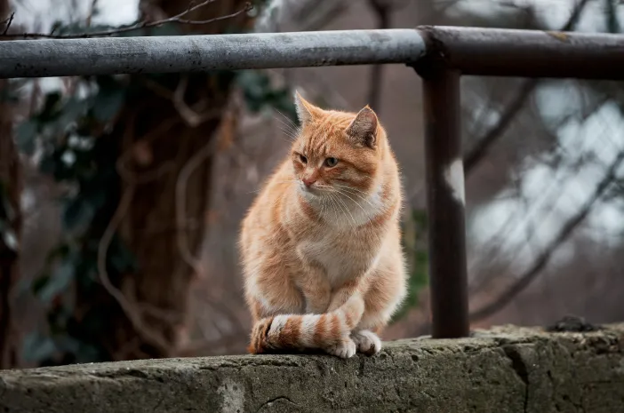 Tidak Hanya Anjing, Kucing Juga Dapat Sebabkan Rabies