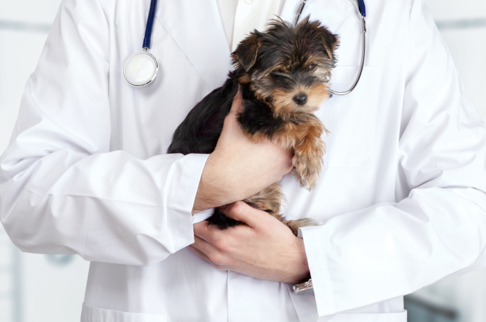 Ketahui Masalah Kandung Kemih yang Dapat Menyerang Anak Anjing