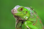 Inilah Makanan Iguana agar Cepat Besar