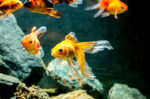 tips-memilih-pakan-untuk-ikan-hias-halodoc