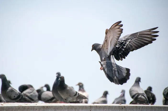 Cara Melatih Burung Dara untuk Dilombakan