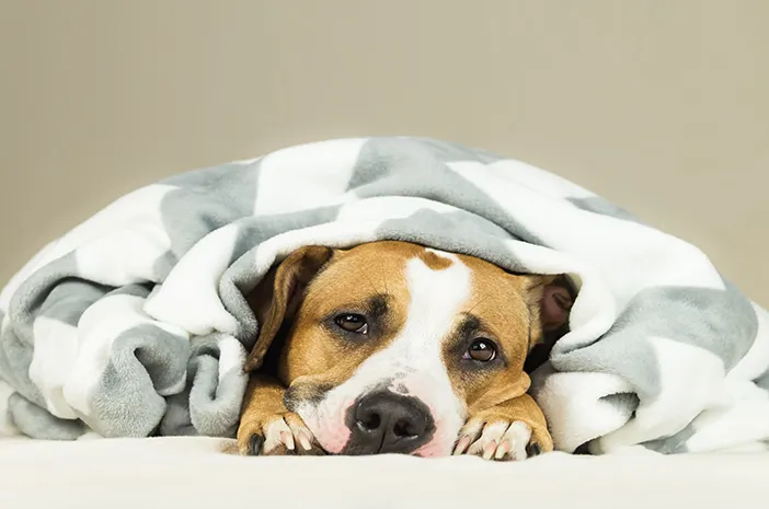 Anjing Peliharaan Diduga Terinfeksi COVID-19, Ini Cara Tepat Merawatnya