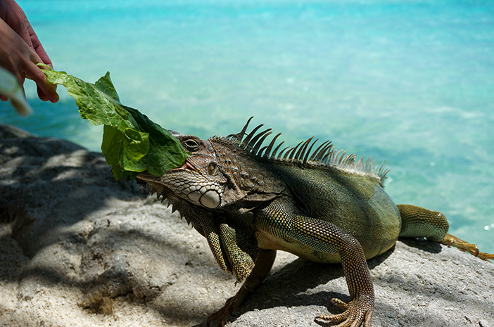 Asupan Makanan untuk Iguana Supaya Cepat Besar