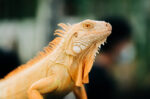 Jenis Penyakit yang Rentan Dialami oleh Iguana