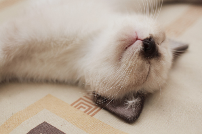 6 Cara Mengatasi Kucing Himalaya yang Sulit Makan