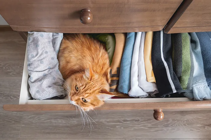 Mengapa Kucing Suka Tidur di Atas Pakaian?