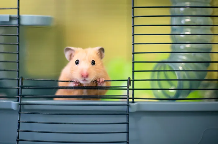 Berbagai Dekorasi Kandang Hamster di Akuarium