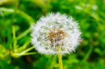 10 Manfaat Bunga Dandelion untuk Kesehatan Tubuh