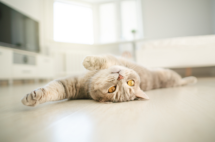 5 Manfaat Kucing Suka Melakukan Peregangan
