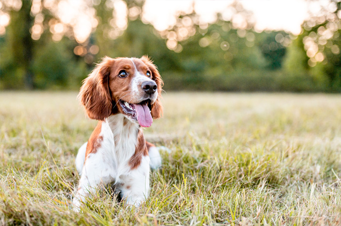 4 Cara Efektif Mengatasi Bulu Anjing yang Rontok