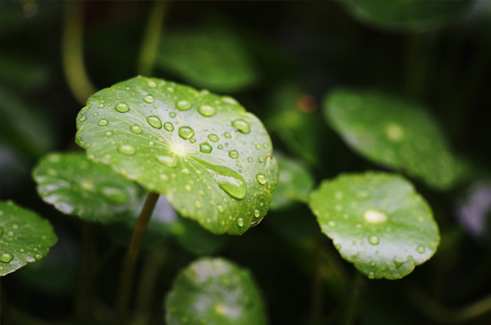4 Manfaat Centella Asiatica yang Dijadikan sebagai Skincare