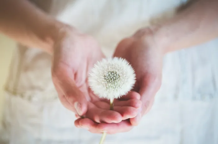 Perlu Tahu, Ini Efek Samping Mengonsumsi Bunga Dandelion