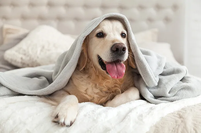 3 Cara Melatih Golden Retriever Jadi Anjing Penjaga