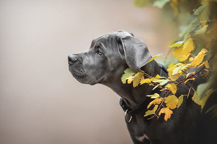 4 Fakta Unik Mengenai Anjing Cane Corso