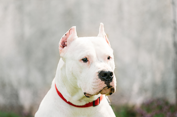 Sebelum Memelihara Dogo Argentino, Perhatikan Hal Ini