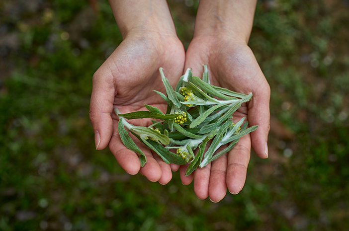 Mengenal Manfaat Mugwort untuk Kesehatan