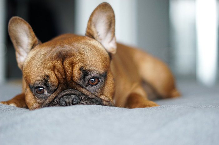 Sebelum Memelihara French Bulldog, Perhatikan 5 Hal Ini