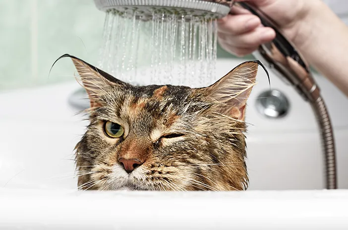 Ini 5 Alasan yang Membuat Kucing Benci Air