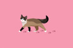 Ini 7 Penyebab Kucing Pincang yang Perlu Diwaspadai