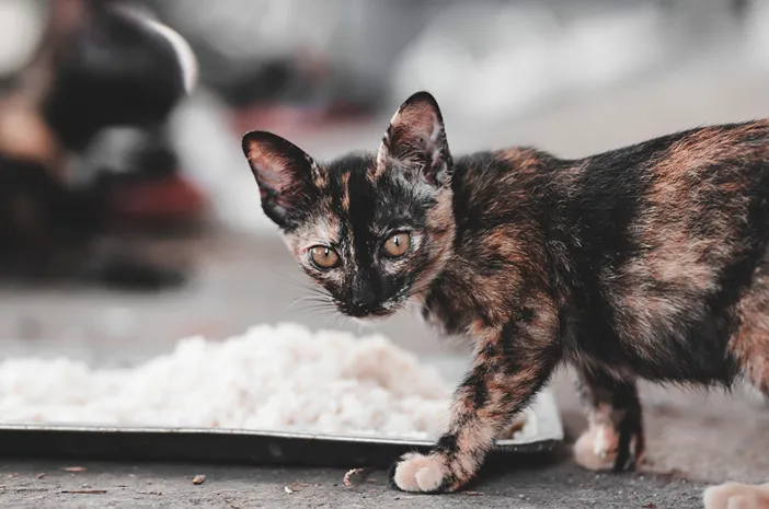 Apakah Kucing Aman untuk Diberikan Nasi?