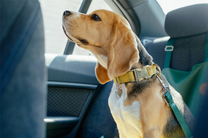 Tips Bepergian Jauh dengan Anjing Peliharaan