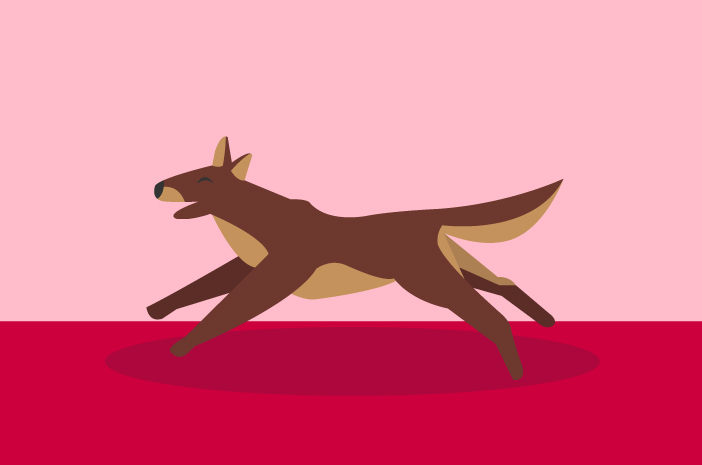 Ini Cara Menjaga Kesehatan Jantung Anjing