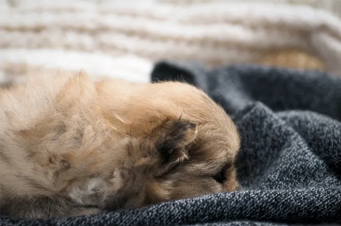 Tidak Hanya Sakit, Ini Alasan Anjing Sering Gemetar