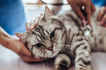 kutu kucing