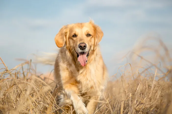 Cara Menjaga Anjing Tetap Sehat Meski Cuaca Panas