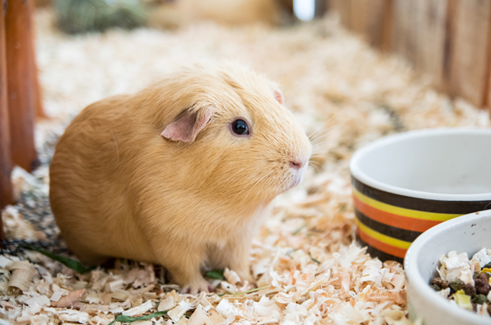 4 Hal yang Perlu Diketahui Sebelum Memelihara Guinea Pig