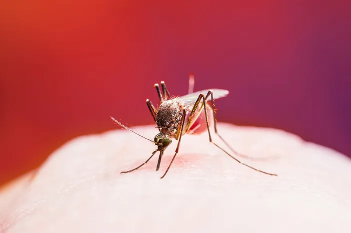 Ketahui Tanda & Cara Mencegah Virus Zika