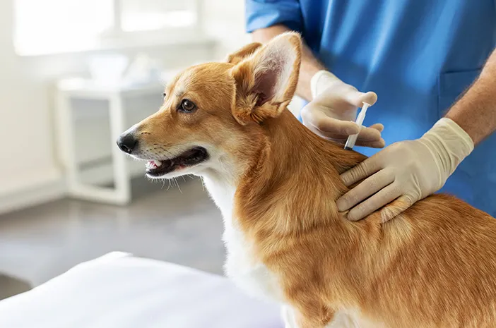 Ini Jenis-Jenis Vaksin Anjing dan Jadwalnya