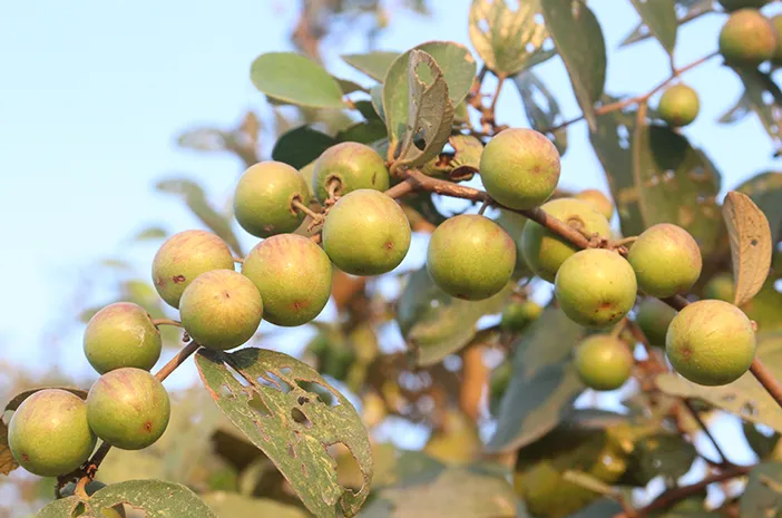 Ketahui 7 Manfaat Buah Bidara bagi Kesehatan Tubuh