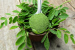 Moringa Oleifera