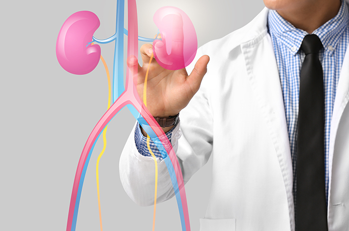 Anatomi Sistem Perkemihan, Fungsi dan Penyakit yang Mengintai