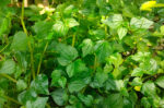 Daun sirih cina