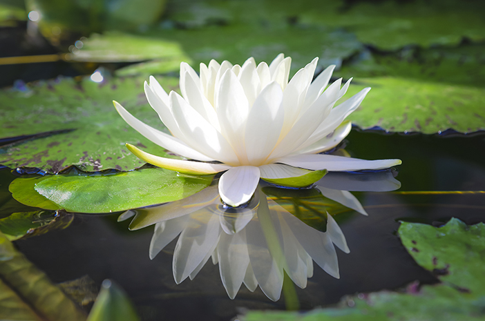 Jarang Diketahui, Ini 5 Manfaat Bunga Lotus untuk Tubuh
