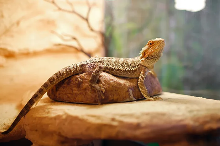 Benarkah Herpetophobia Bisa Diwariskan dari Orang Tua?