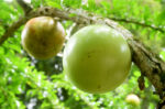manfaat-buah-maja-untuk-kesehatan-tubuh-halodoc