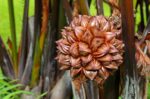 Bantu Cegah Diabetes, Ini Manfaat Lain Buah Nipah