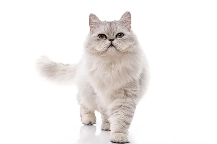 Kucing Persia Medium: Info Ras, Harga dan Perawatan