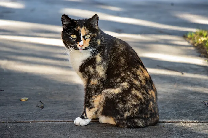 Scabies pada Kucing, Ini Penyebab, Gejala, dan Cara Mengatasinya