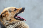 waspada-ini-cara-mengenali-tanda-anjing-terkena-rabies-halodoc