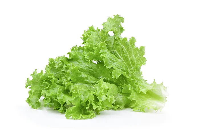 Letus atau Lettuce (Selada): Manfaat dan Nutrisi