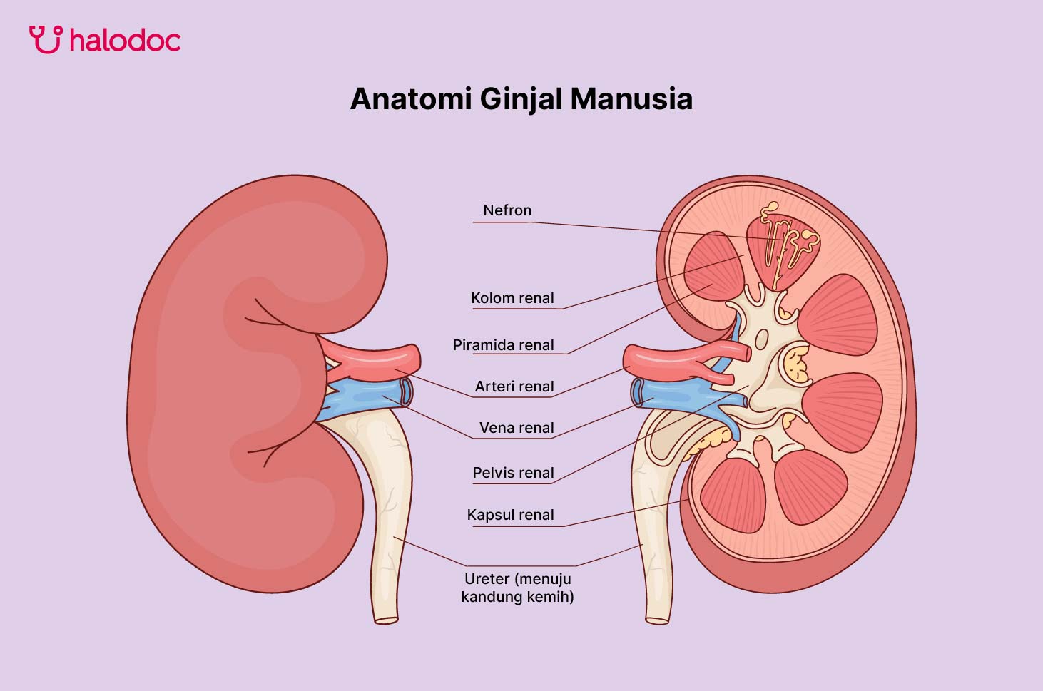Anatomi Ginjal Manusia