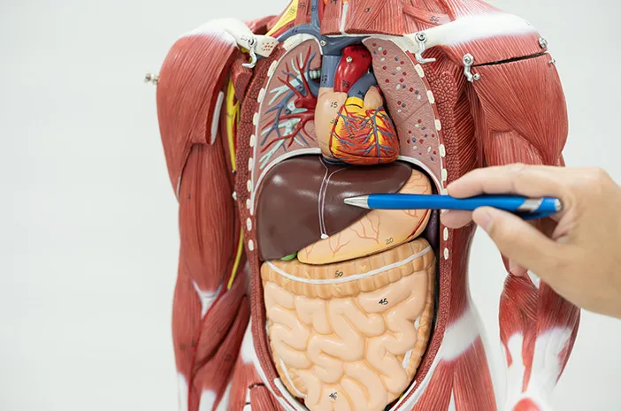 Kenalan dengan Sistem Organ pada Manusia dan Fungsinya