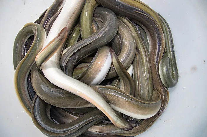 Kandungan Nutrisi Belut dan Manfaatnya untuk Kesehatan
