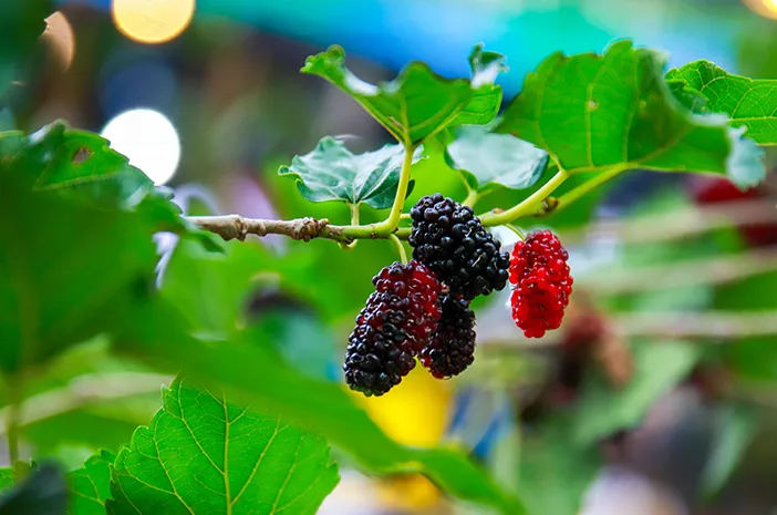 Ini Kandungan Nutrisi dan 5 Manfaat Mulberry untuk Kesehatan