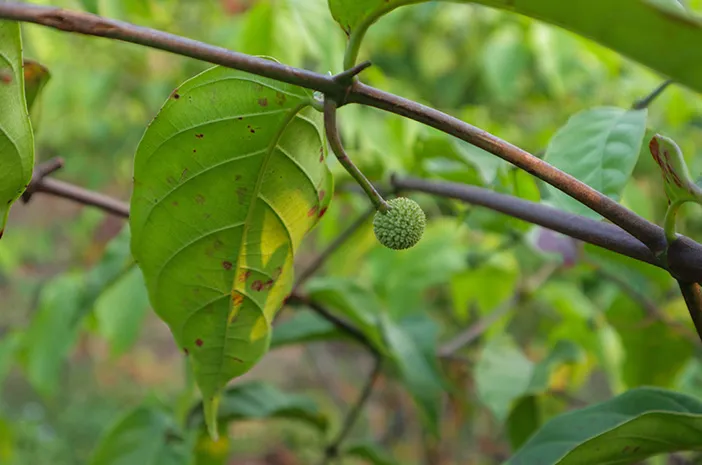 Kenalan dengan Buah Gambir, Kandungan, dan Manfaatnya