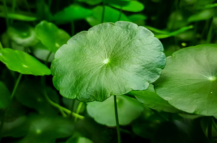centella asiatica untuk atasi kesemutan